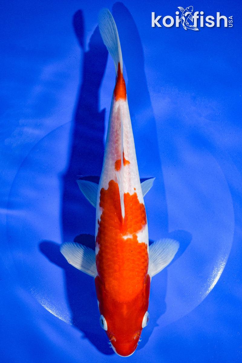 9.5" KOHAKU