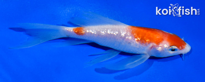 4" GINRIN KOHAKU BUTTERFLY