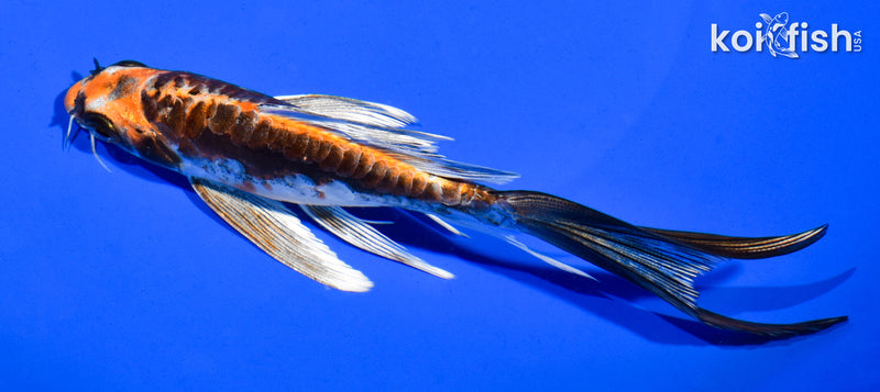 6" BENI KIKOKURYU BUTTERFLY