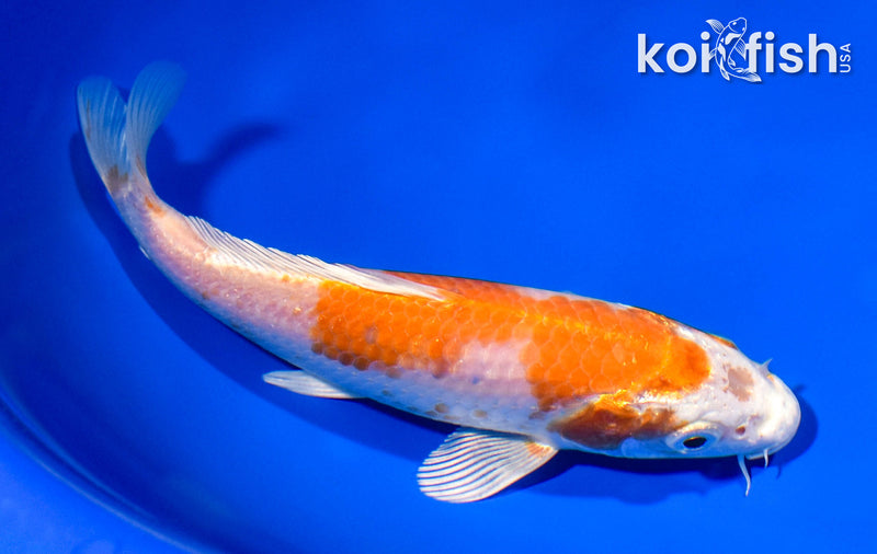 6.25" HARIWAKE