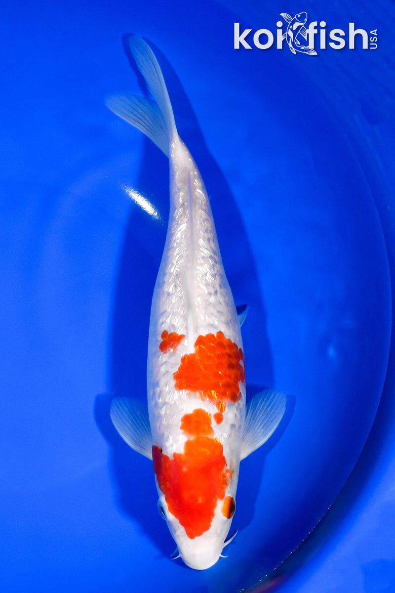 9.75" GINRIN KOHAKU