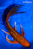 8" GINRIN CHAGOI BUTTERFLY