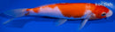 7.5" KOHAKU