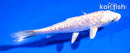 5.5" LEMON HARIWAKE
