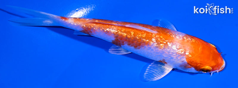 4.5" GINRIN HARIWAKE