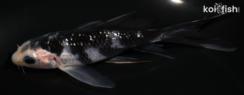 5.25" GINRIN SHIRO UTSURI BUTTERFLY