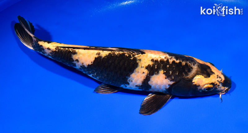 10.75" KIN KI UTSURI