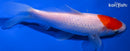 6.75" TANCHO SARASA COMET GOLDFISH