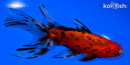 5.5" WATONAI GOLDFISH