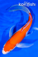 9.5" KOHAKU BUTTERFLY