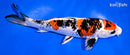 9.25" YAMATO NISHIKI