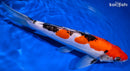 9.5" DOITSU GOSHIKI