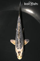 4.5" GINRIN GIN MATSUBA