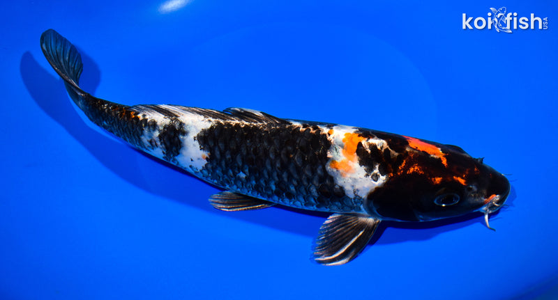 11" KIN SHOWA
