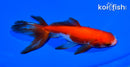 5.25" WATONAI GOLDFISH