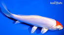 6.75" KIKUSUI