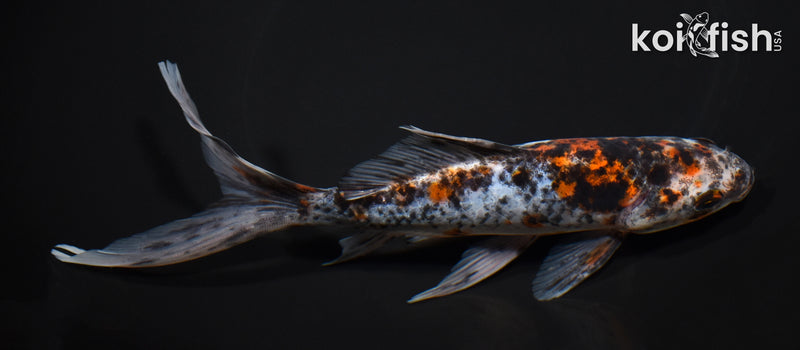 7.25" SHUBUNKIN GOLDFISH