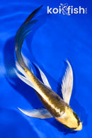 5" ARAGOKE KIN KIKOKURYU BUTTERFLY