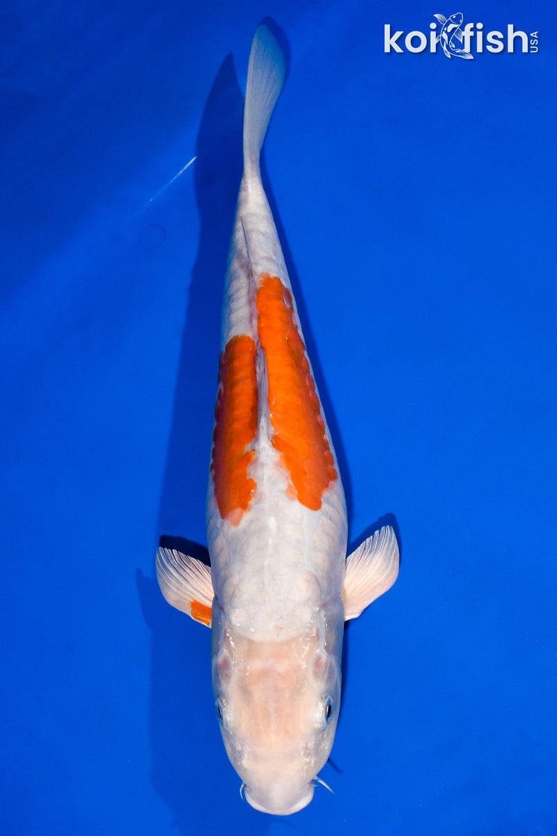 16" METALLIC ARAGOKE OCHIBA SHIGURE