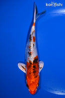 6.5" YAMATO NISHIKI