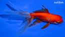 5.5" WATONAI GOLDFISH