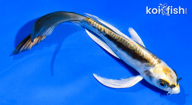 6" KIN KIKOKURYU BUTTERFLY