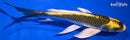 7.75" KABUTO BUTTERFLY