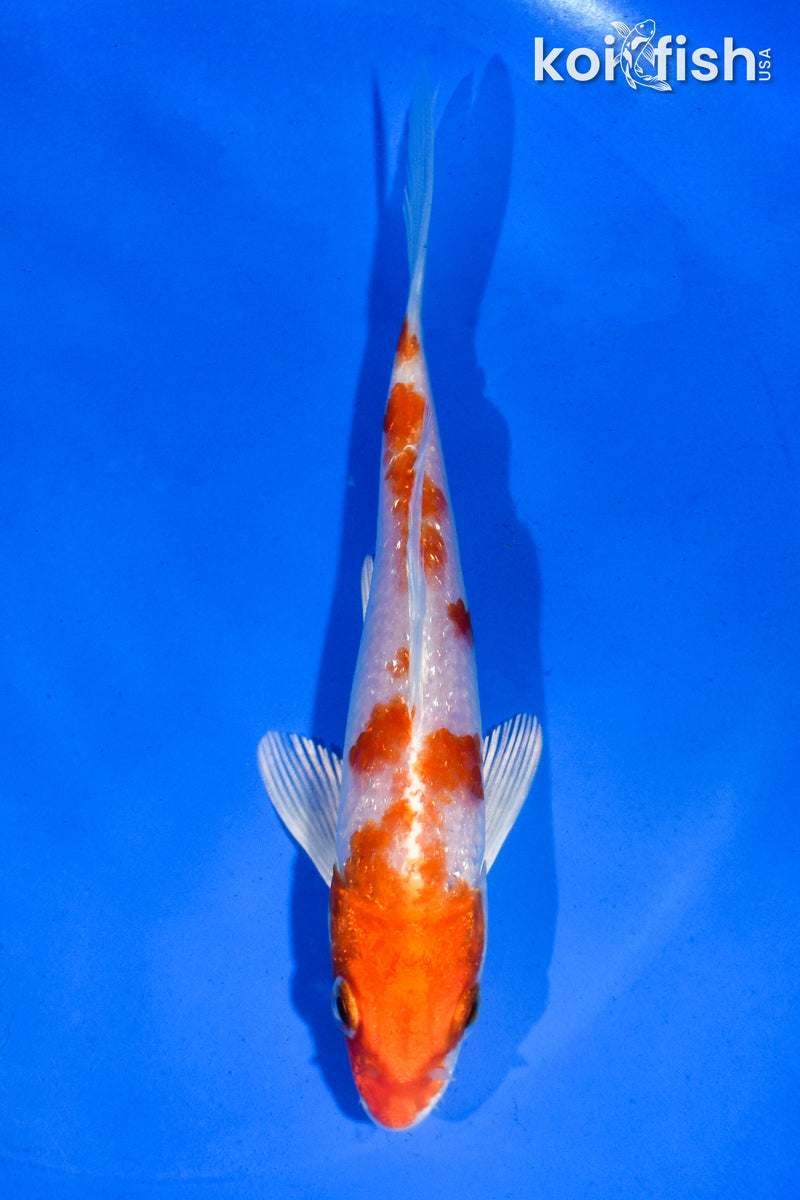 5" HARIWAKE