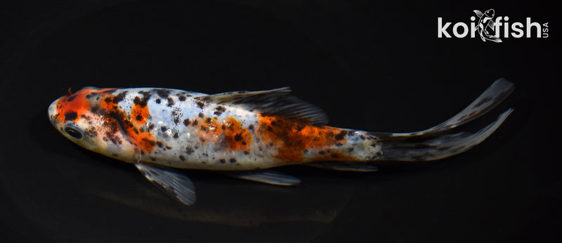7.25" SHUBUNKIN GOLDFISH