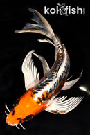 8" BENI KIKOKURYU BUTTERFLY