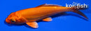 4.25" DOITSU ORENJI OGON