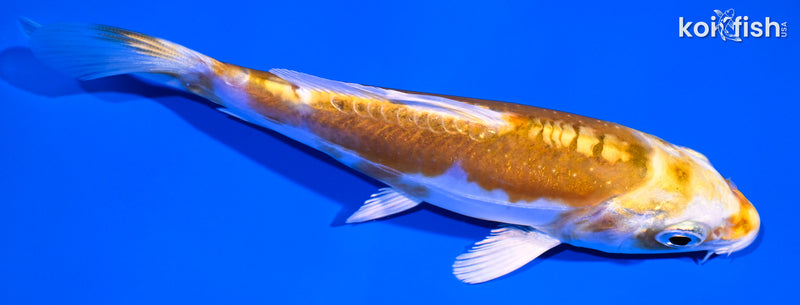 4.75" DOITSU LEMON HARIWAKE