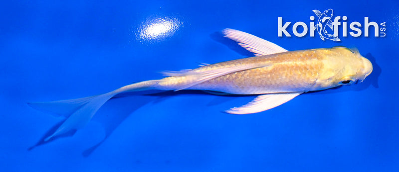 4.5" GINRIN YAMABUKI OGON