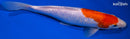 9.25" GINRIN KOHAKU