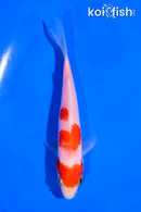 5" KOHAKU