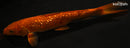 12.5" GINRIN CHAGOI