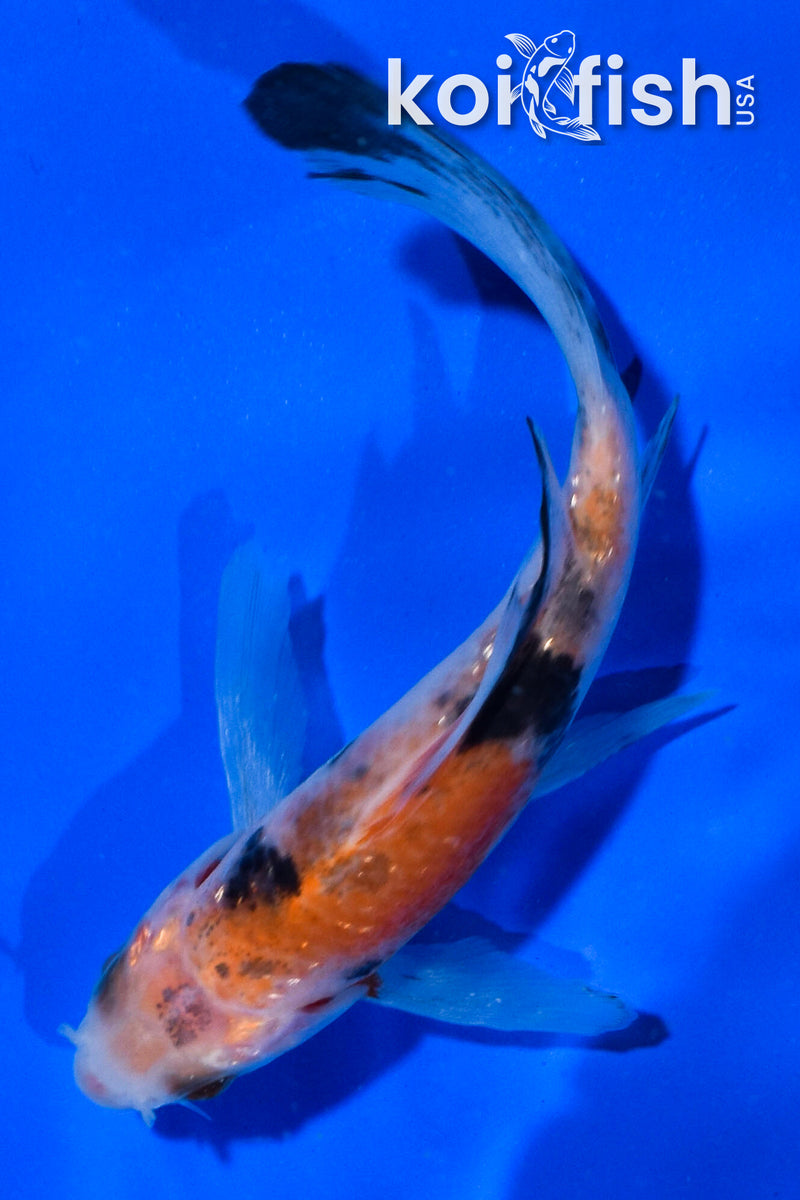 4" GINRIN SANKE BUTTERFLY
