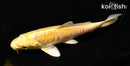 6" YAMABUKI OGON