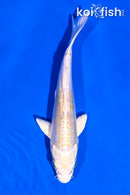 5" DOITSU LEMON HARIWAKE