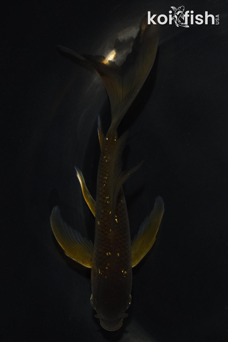 5" CHAGOI BUTTERFLY