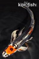 7.75" BENI KIKOKURYU BUTTERFLY