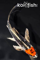 5.25" BENI KIKOKURYU BUTTERFLY