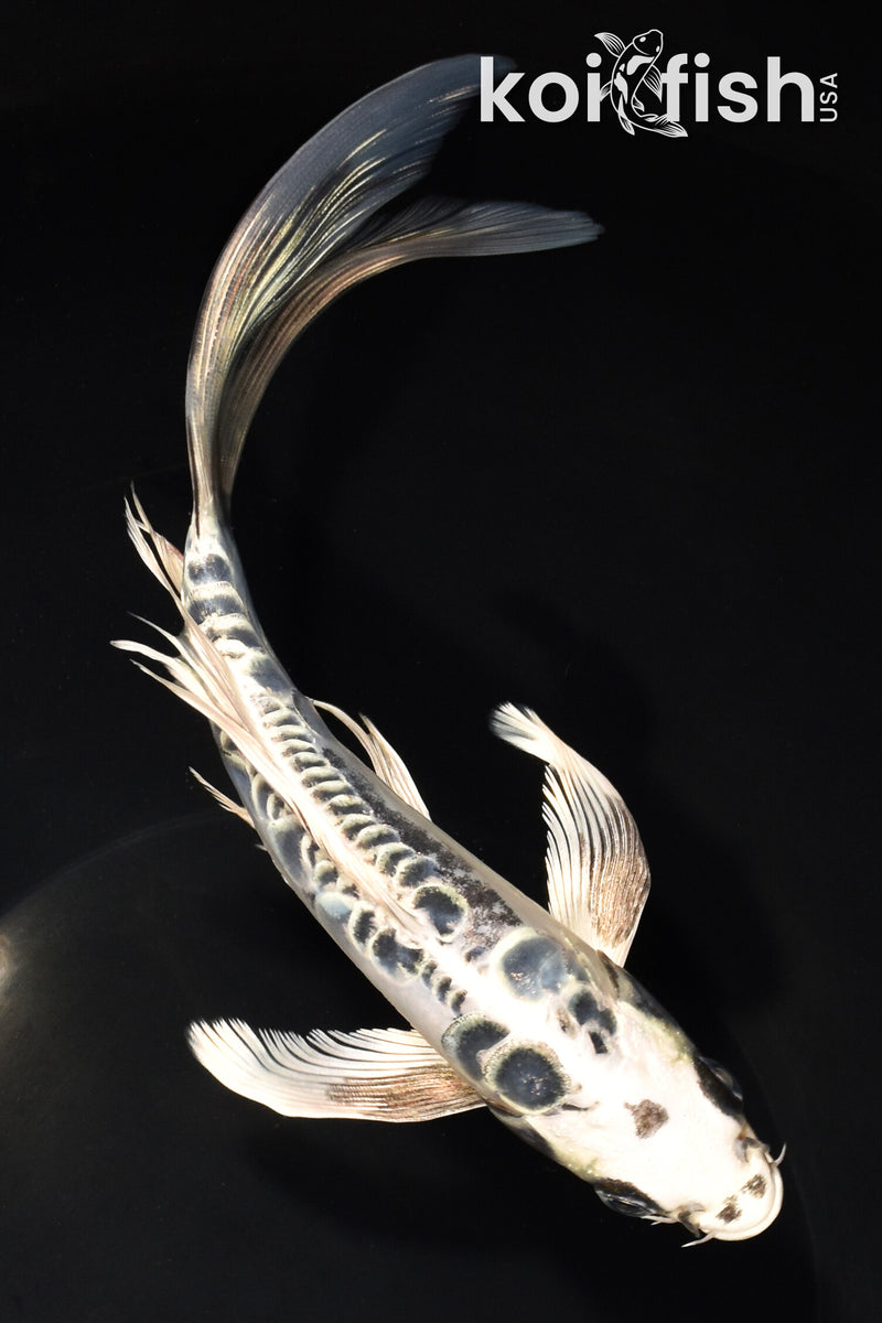 8" ARAGOKE KIKOKURYU BUTTERFLY