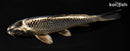7.5" GINGA