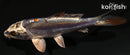 3.75" BENI KIKOKURYU