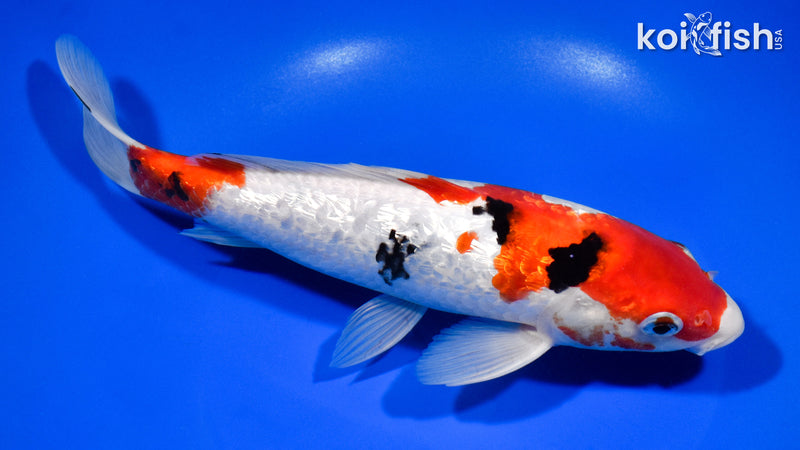 9.75" GINRIN SANKE