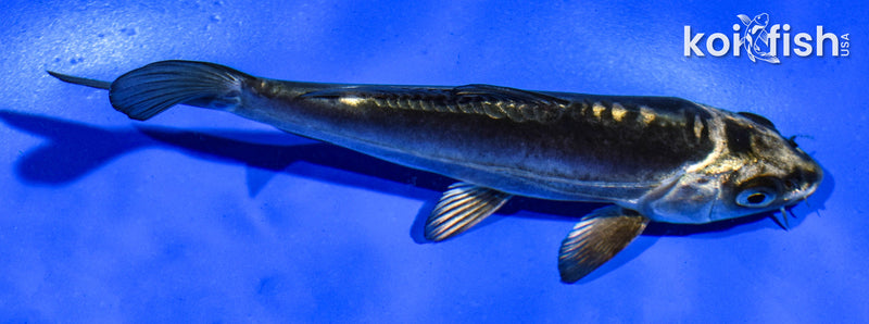 5" KIKOKURYU