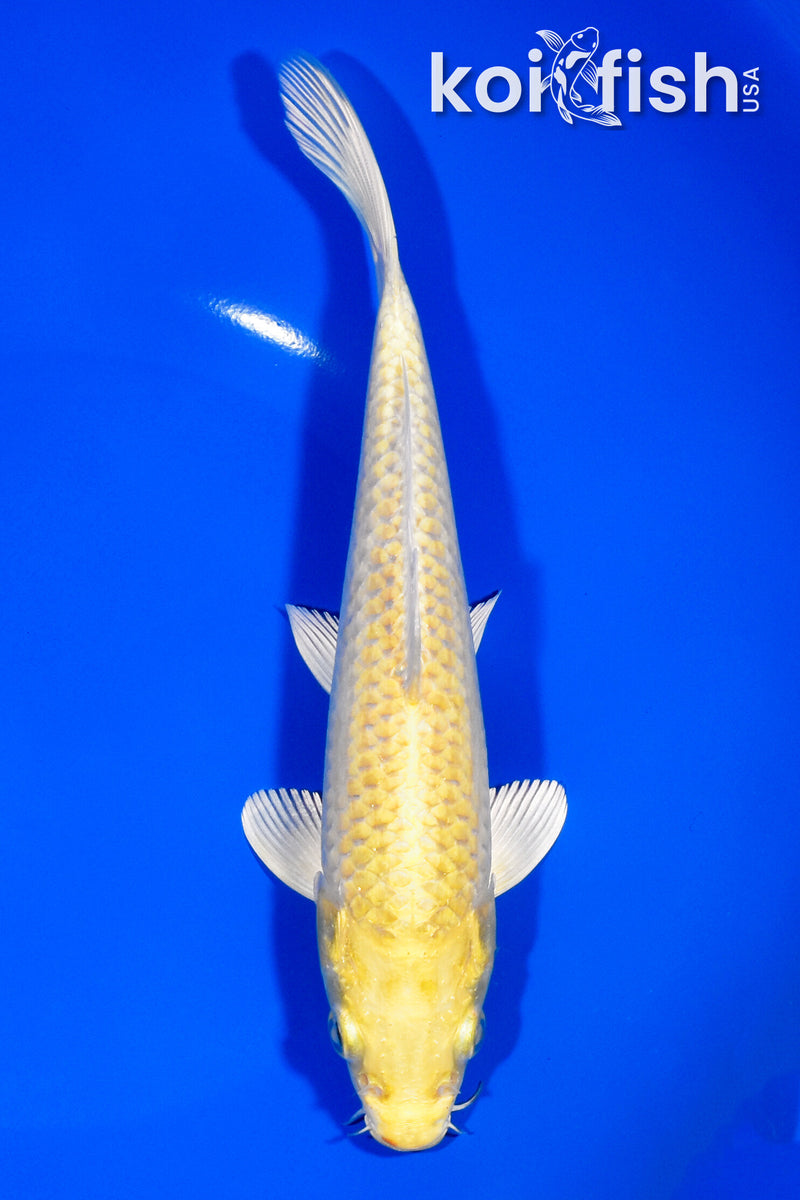 8" YAMABUKI OGON
