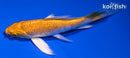 4.75" YAMABUKI OGON BUTTERFLY