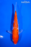 5.75" GINRIN KOHAKU